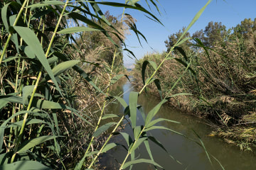 Reeds on the Side of the Jordan River Flowing into the Sea of Galilee - iStock Photo - Used under license