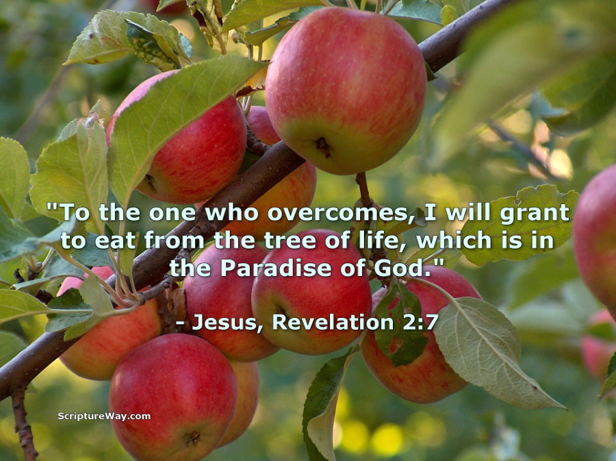 Jesus Grants Access to the Tree of Life (Revelation 2:7)