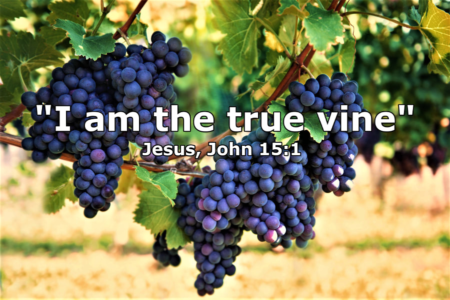 Purple Red Grapes on the Vine - 123RF Photo - with John 15:1